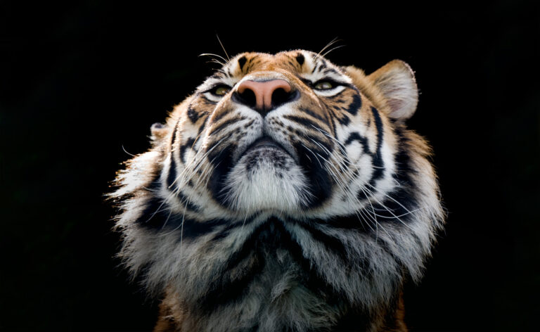 animales-peligro-extincion-sostenibilidad-bbva animales-peligro-extincion-sostenibilidad-bbva