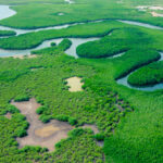 BBVA-deforestacion-bosque-vegetacion-naturaleza-arboles-medioambiente-proteccion-cuidado-planeta-tierra-rios BBVA-deforestacion-bosque-vegetacion-naturaleza-arboles-medioambiente-proteccion-cuidado-planeta-tierra-rios