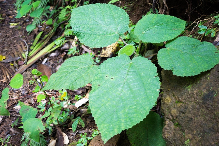 Las plantas más venenosas del mundo Las plantas más venenosas del mundo
