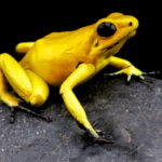 Los animales más venenosos del mundo Los animales más venenosos del mundo