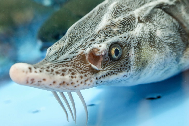 Especies que solo sobreviven en cautividad Especies que solo sobreviven en cautividad