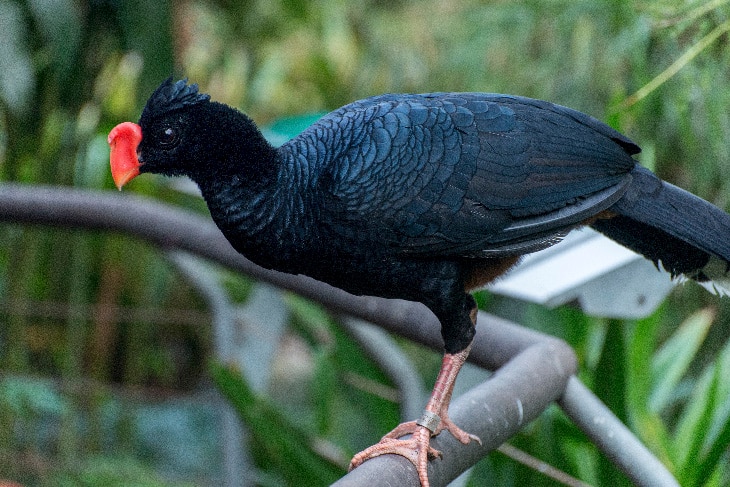 Especies que solo sobreviven en cautividad Especies que solo sobreviven en cautividad