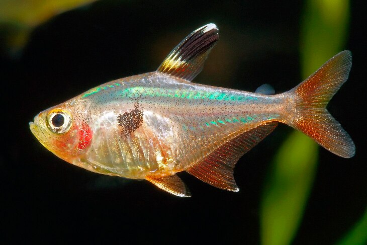 Especies que solo sobreviven en cautividad Especies que solo sobreviven en cautividad